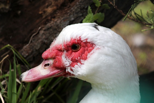 拳击比赛的 拳击比赛的