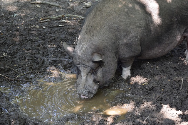 东契奇已经 东契奇已经